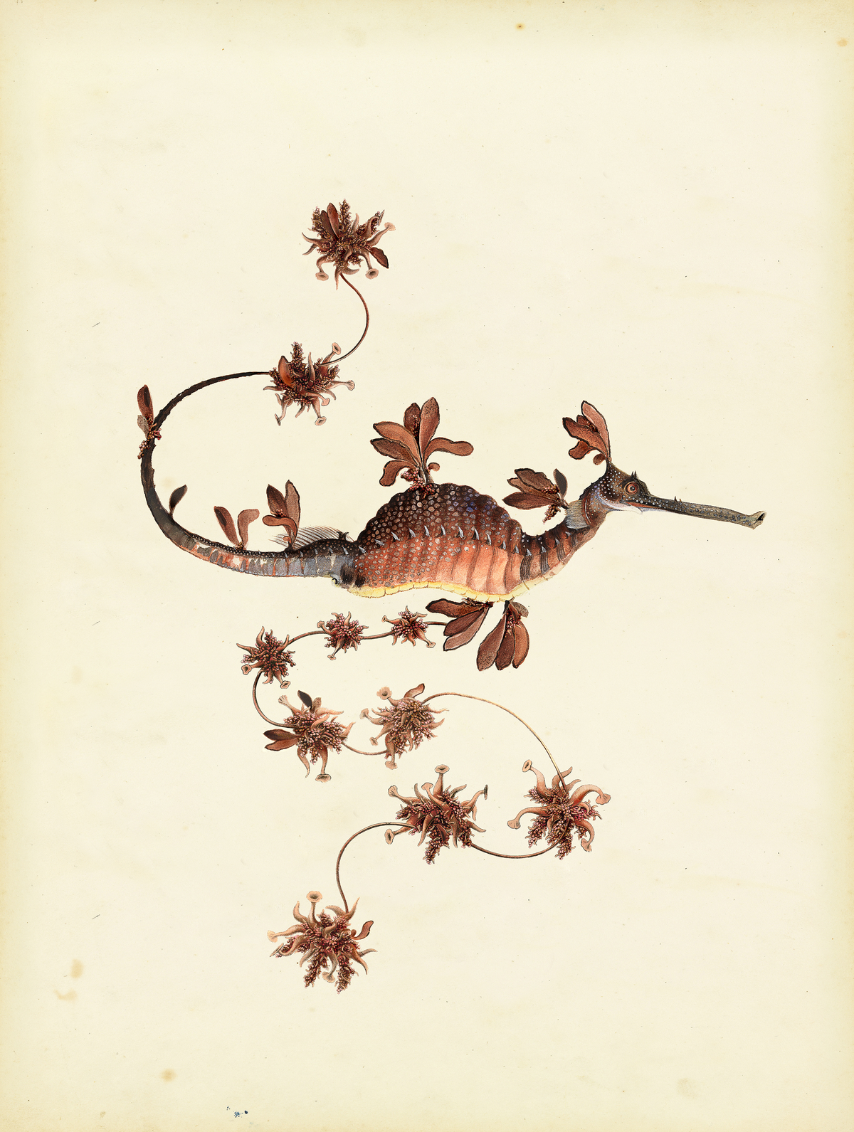 Drawing of the Extinct Animal Blooming Seadragon.